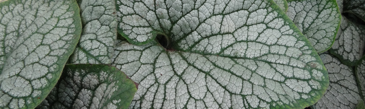 Brunnera macrophylla Sea Heart