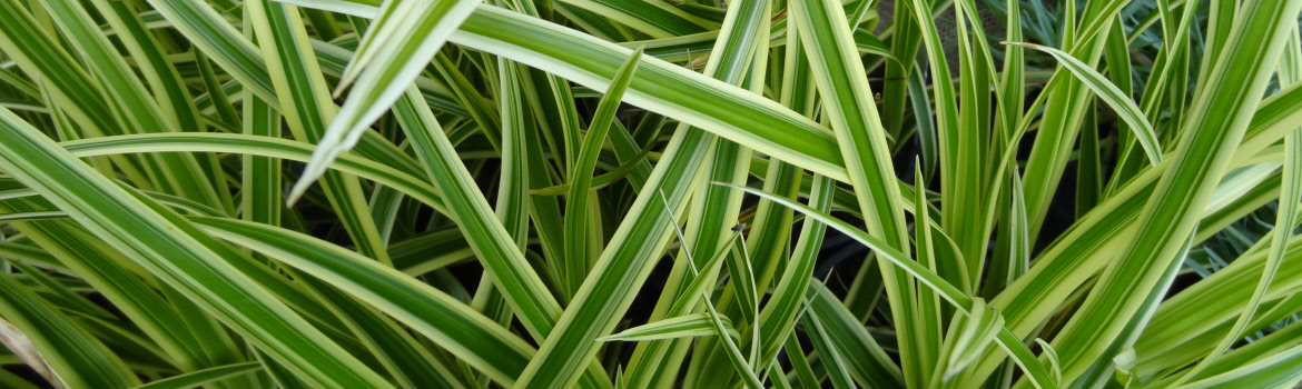 Carex morrowii Goldband