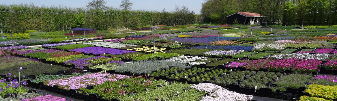 Fysica uitzondering dood gaan Vasteplantenkwekerij H.B. Zevenbergen in Oostvoorne kweekt vaste planten  voor hoveniers, tuinaanleg en particuliere verkoop.