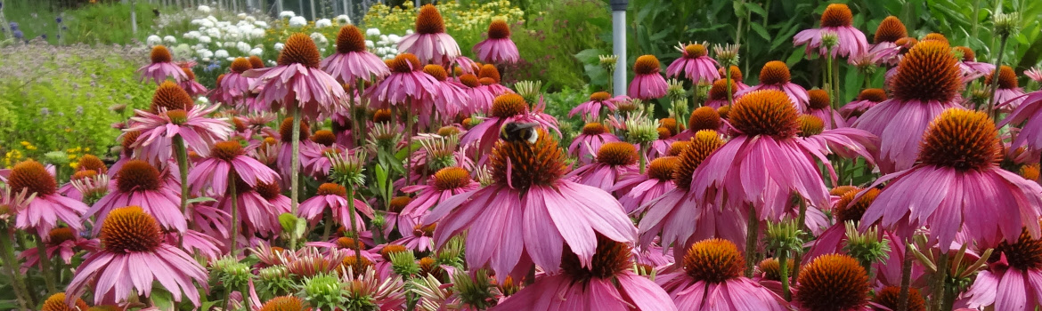 Echinacea purpurea Mistral