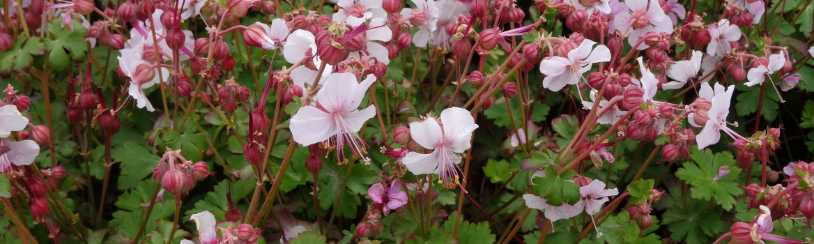 Geranium cant. Biokovo