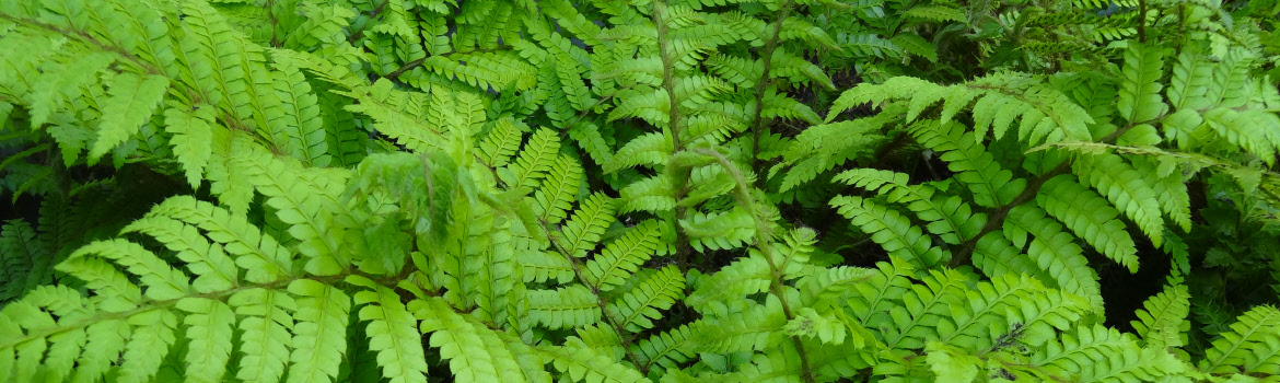 Polystichum polyblepharum