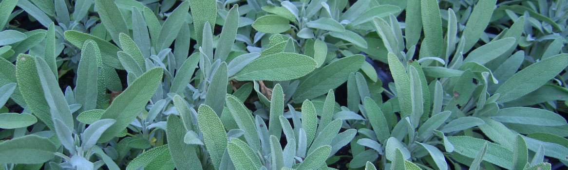 Salvia officinalis